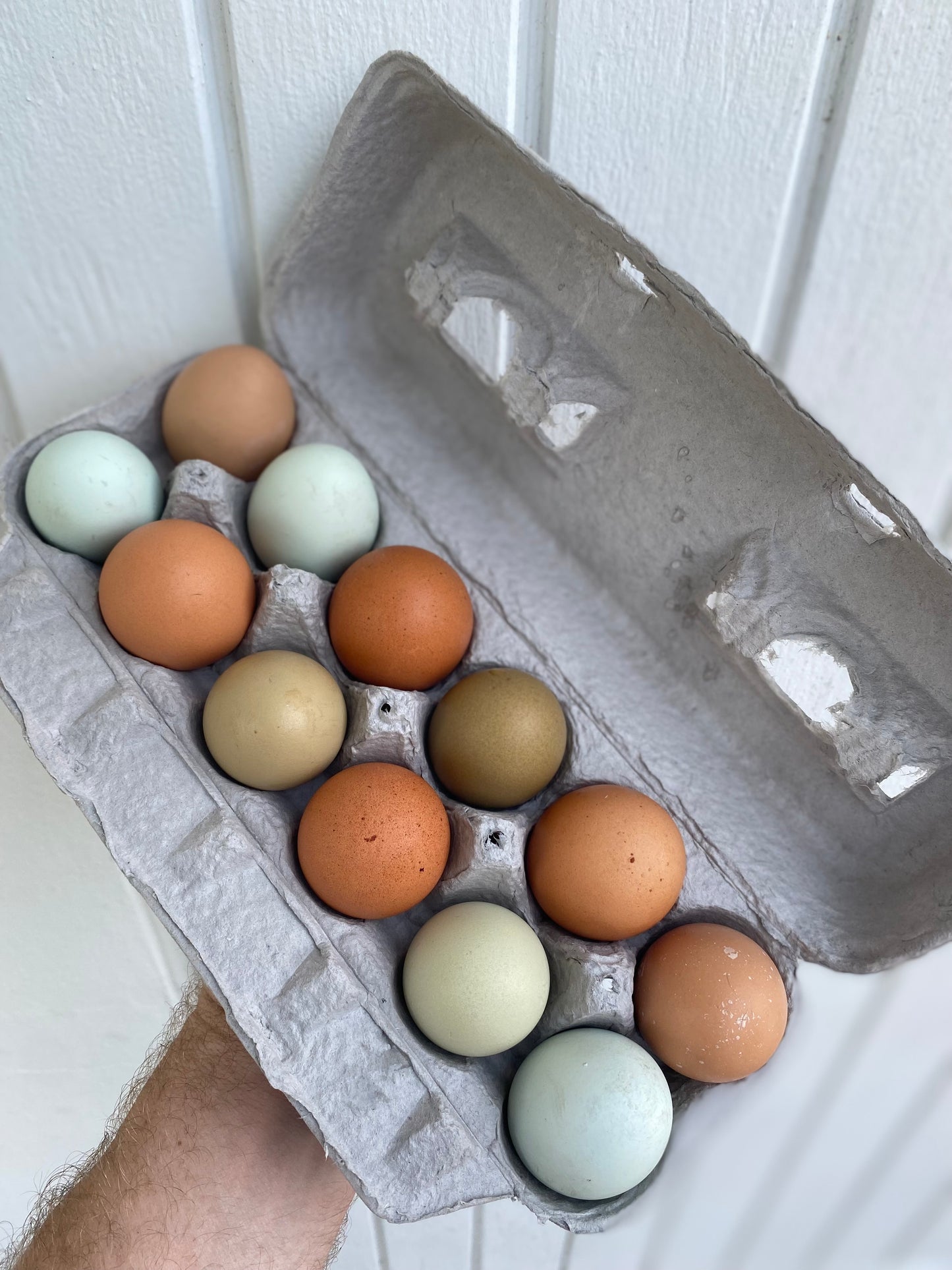 Pasture Raised Chicken Eggs dozen/12ct
