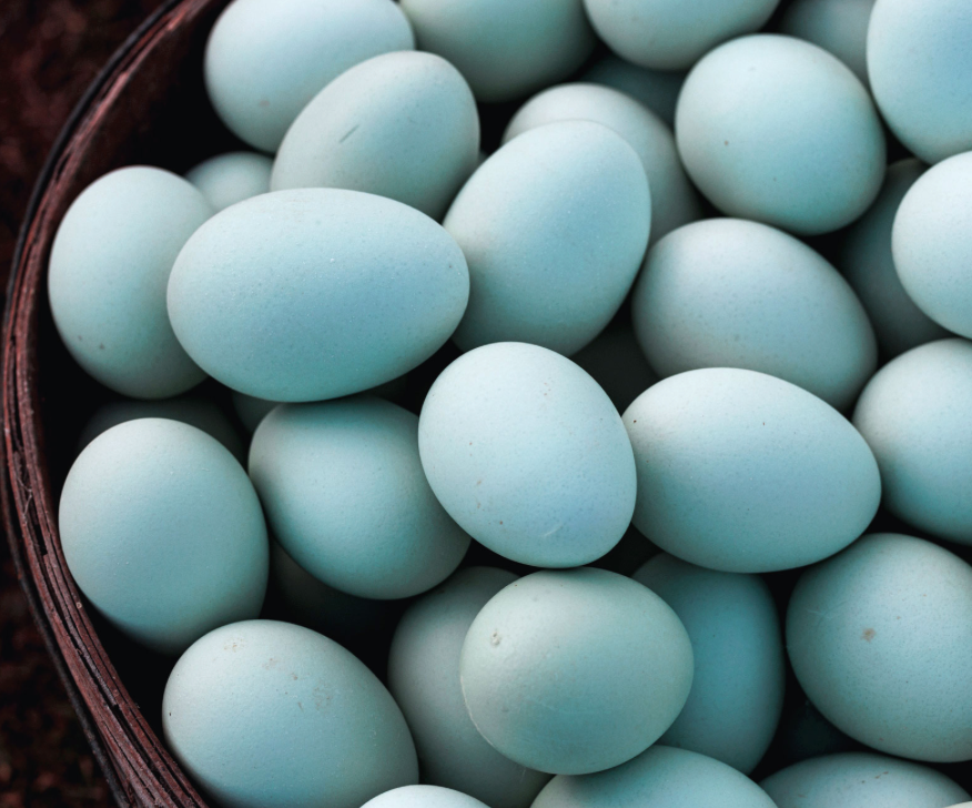 Blue Heirloom Eggs 12ct
